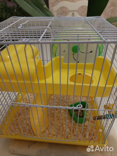 Сирийский хомяк