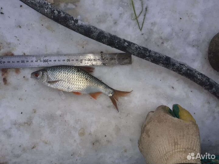 Плотва живая