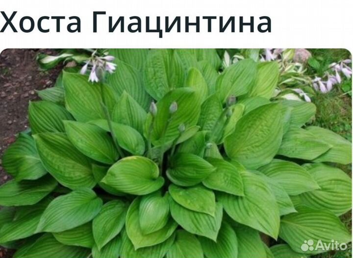 Хоста