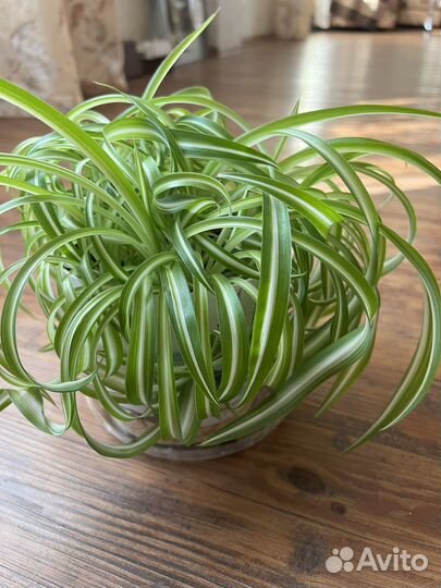 Хлорофитум кудрявый