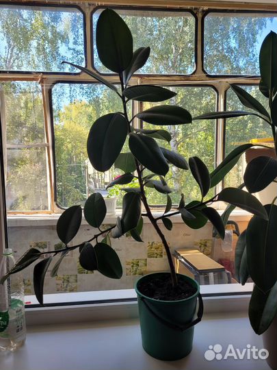 Фикус Эластика Робуста