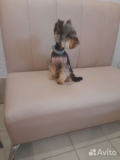 Стрижка собак и кошек груминг