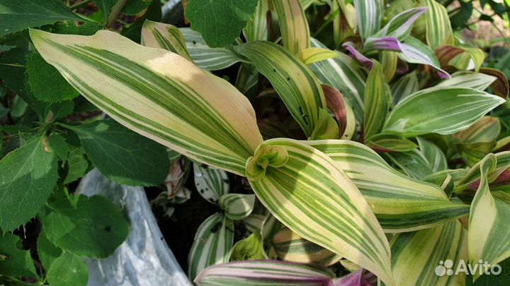 Традесканция Нанук, Ауреа, Фурия, Альбифлора