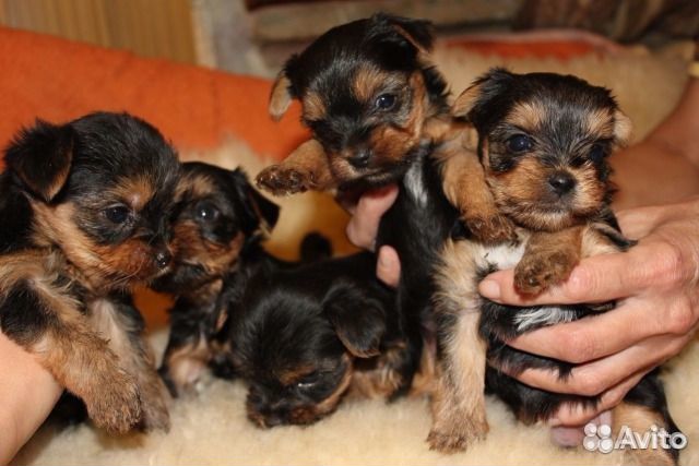 Йорки,док.ркф,клеймом,Казань