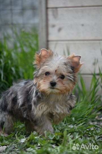 Цветной Йорк, девочка