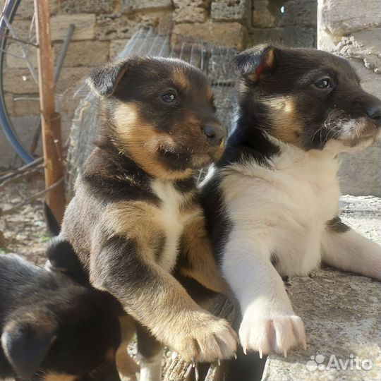 Щенки в добрые руки отдам бесплатно