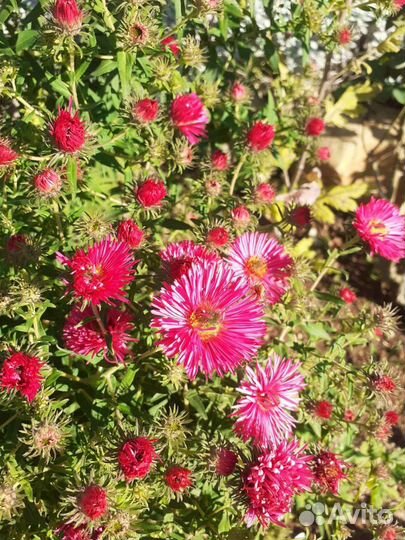 Астра Виргинская (сентябринки)