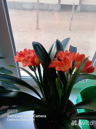 Комнатные цветы кливия