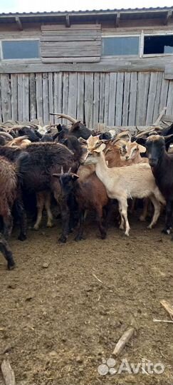 Козы и козлята