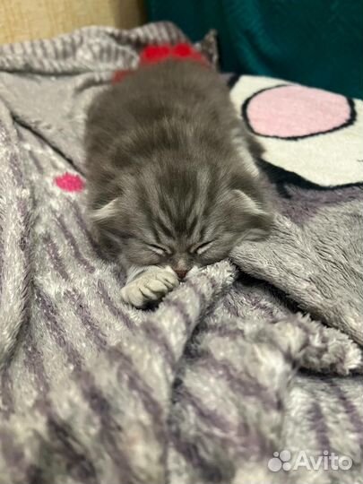 Шотландский вислоухий котёнок