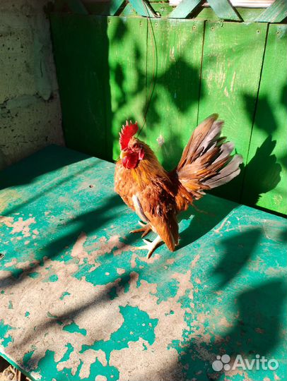 Малазийская серама