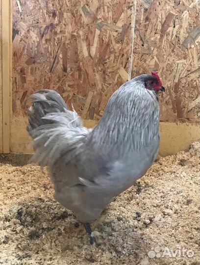 Яйцо голубое амераукан, петухи голубые, черные США