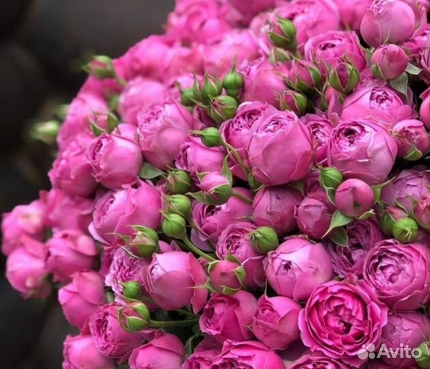 Саженцы роз Мисти Баблз