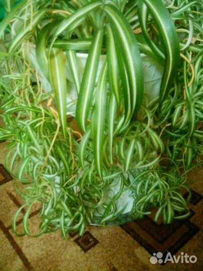 Хлорофитум хохлатый