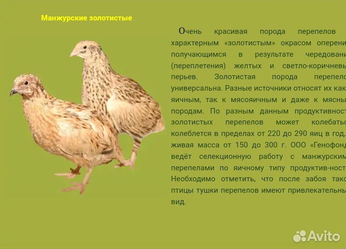 Яйца перепелиные инкубационные