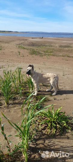 Щенок - подросток