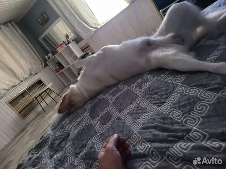 Вязка Лабрадор ретривер