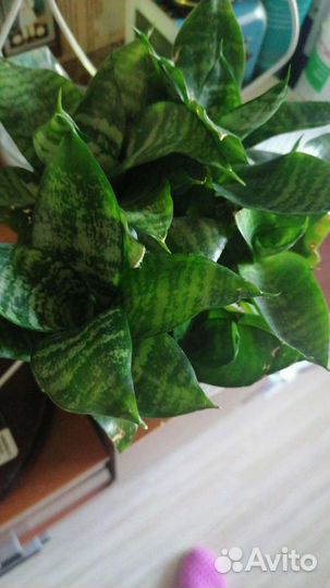 Сансевиерия Хана (каменная роза)