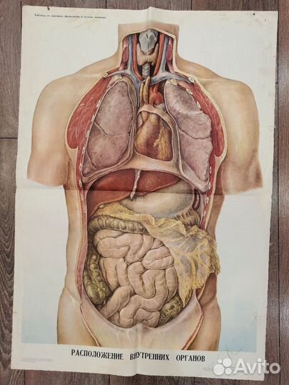 Плакат СССР 1965 Расположение органов