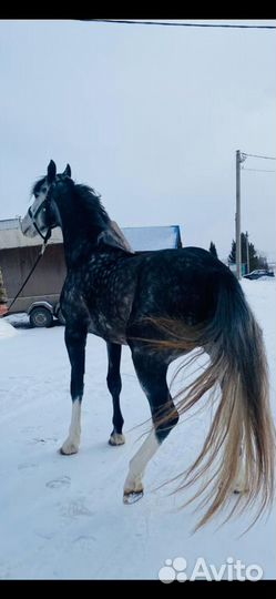 Жеребец орловский рысак. Старотипная орловка