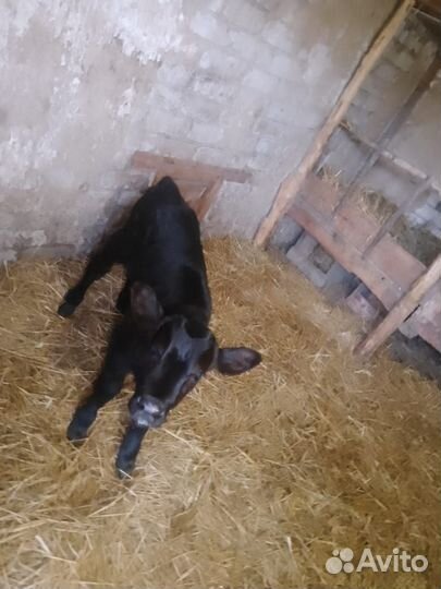 Телята бычки