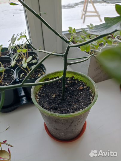 Молочай тирукалли