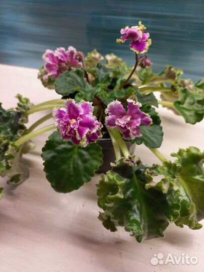 Фиалки(цветущие и детки)