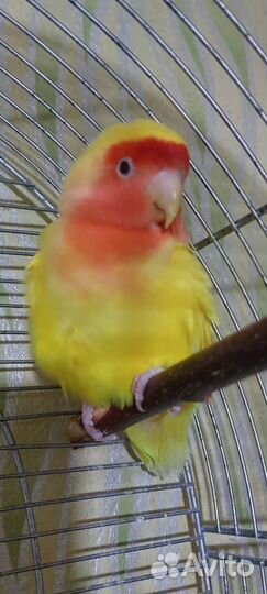 Попугай неразлучники с клеткой