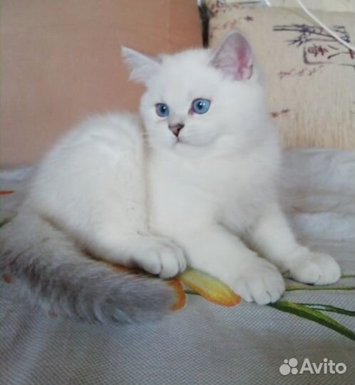 Котята шотландские