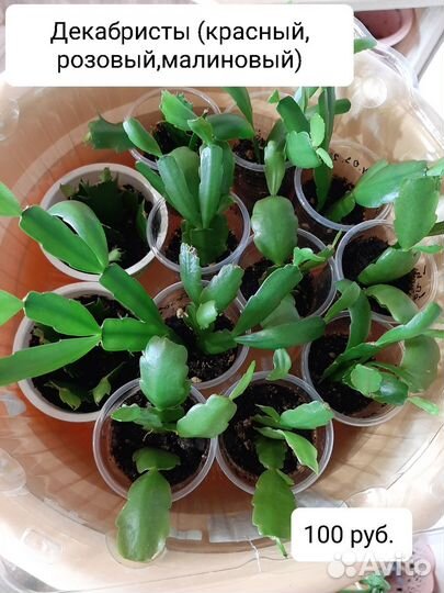 Кактусы и суккуленты