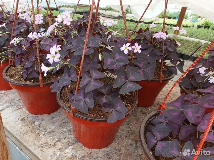 Аптения, кислица, плектрантус, будра и т.д