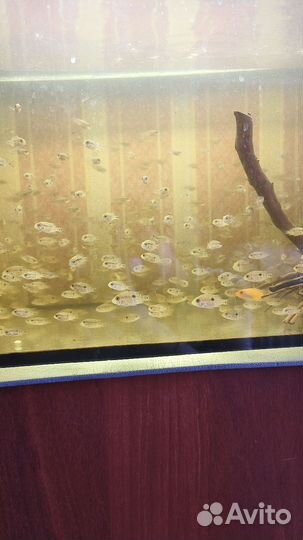 Аквариумные рыбки