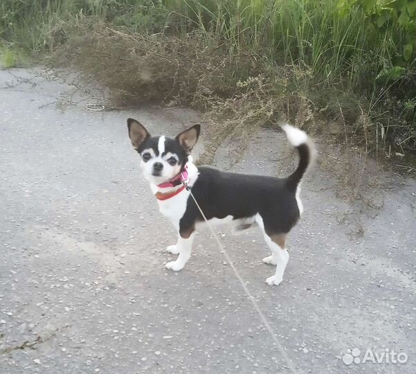 Взрослые кобели чихуахуа