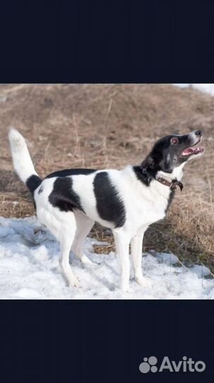 Маленькая собака в добрые руки