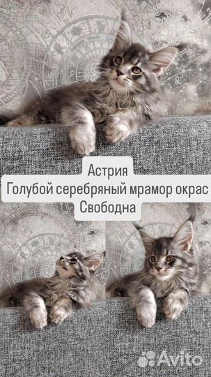 Котята Мейн-кун из питомника