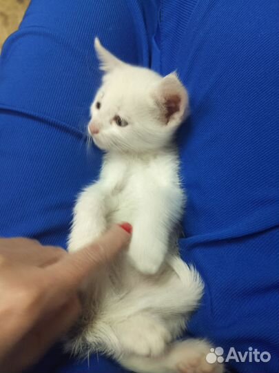 Котята турецкой ангоры