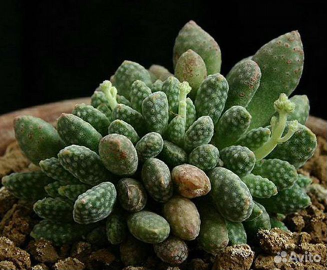 Crassula Крассулла, разные виды,21 вид, семена