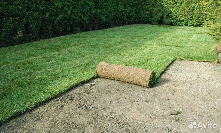 Укладка рулонного газона