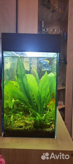 Аквариум 60 литров