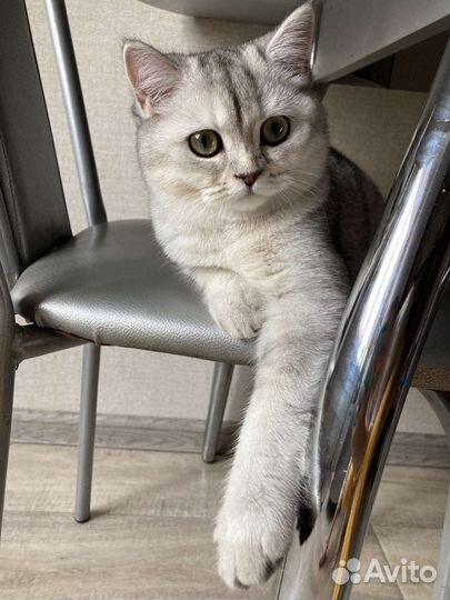 Котенок шотландской шиншиллы