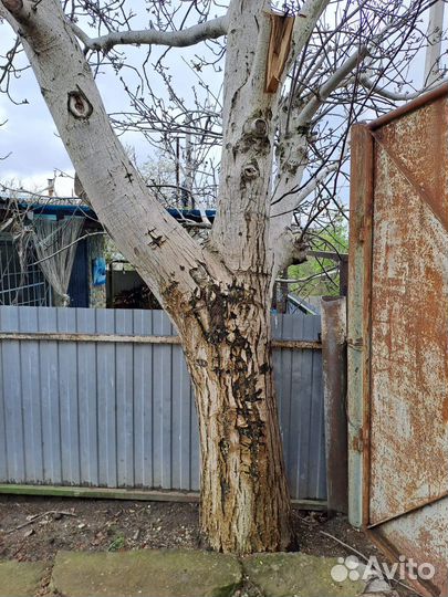 Ореховое дерево