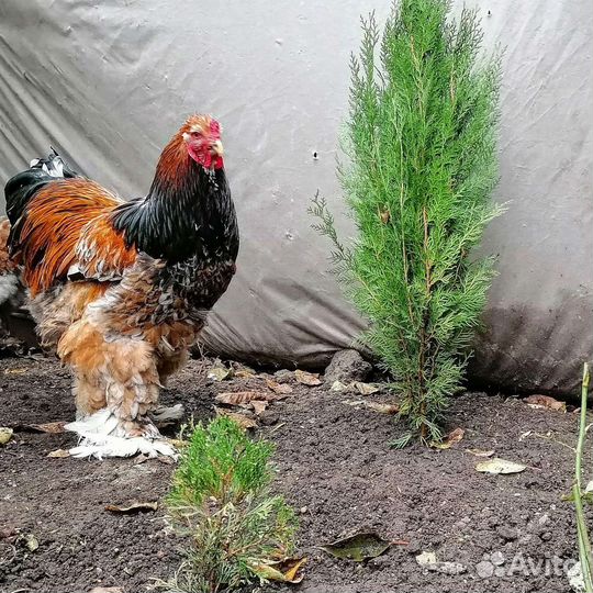 Брама редкие окрасы криль, лосось, порцилян