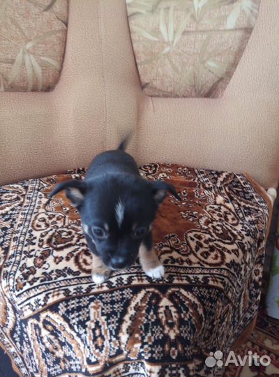 Той-терьер щенки