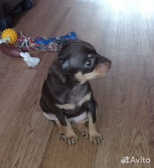 Щенки русский той-терьер