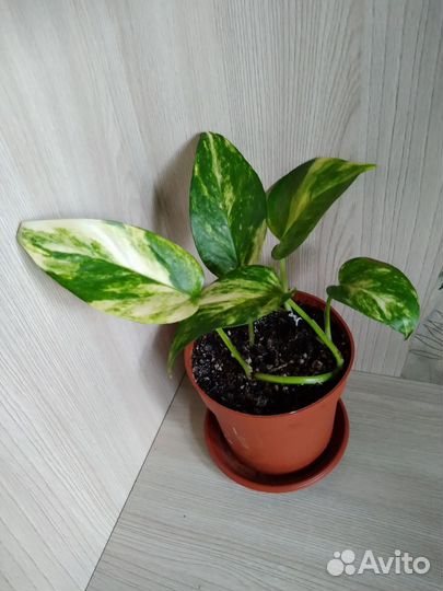 Эпипремнум