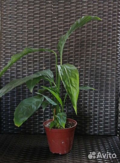 Спатифиллум, (женское счастье)