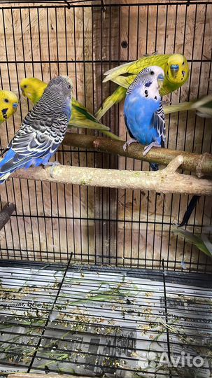 Попугай неразлучники с клеткой