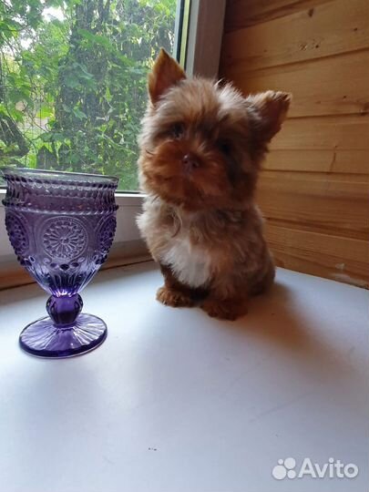 Йоркширский терьер мини мерле