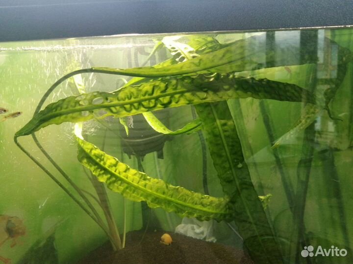 Гуппи рыбки