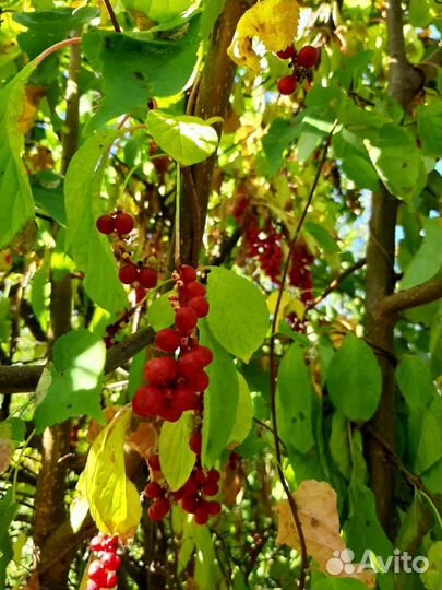 Лимонник китайский саженцы